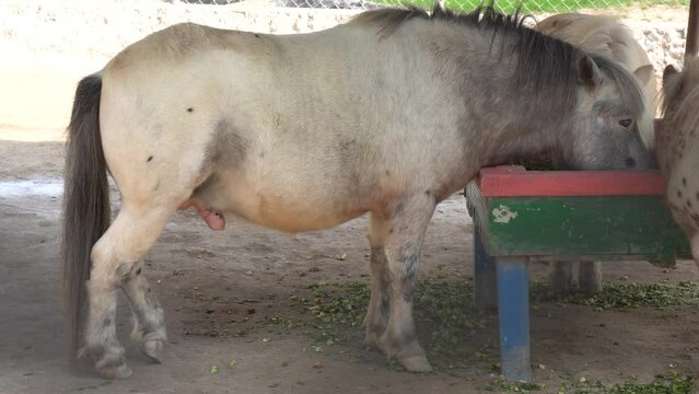 miniature horses multan zoo