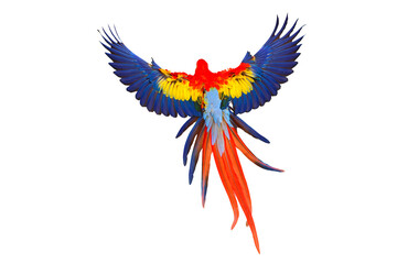 Beautiful feathers on the back of Scarlet Macaw parrot isolated on transparent background png file