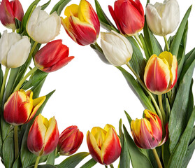 Fototapeta premium A frame of red, yellow and white tulips isolated on transparent background.