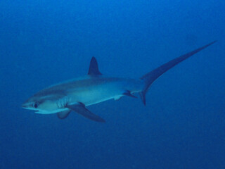 Sparking Eyes of Thresher Shark