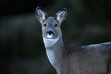 Roe deer portrait in winter forest