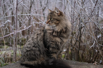 Naklejka na ściany i meble Cat sitting outdoors at winter time. Tabby fluffy cat is walking in a country. First snow. Snowing. Abandoned grey feline. Domestic animals on a cold day outside. Cat is looking around. Frost, icy