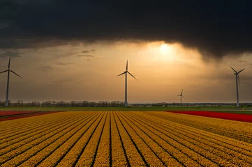 Foto auf Acrylglas Dark clouds loom over Dutch bulb fields. © Alex de Haas