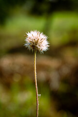 mystic Dry small grass flower selective focused 