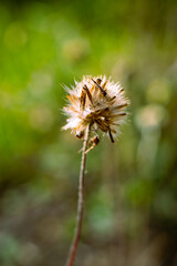 mystic Dry small grass flower selective focused 