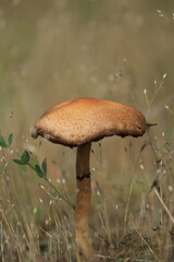 nature and other photos along my journey in photography