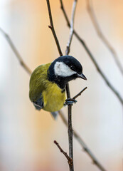 A great tit songbird looks down, clinging to the top branch of a bush on a cloudy late autumn day.