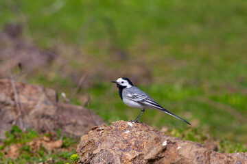 little bird on the grass, White Wagtail, Motacilla alba