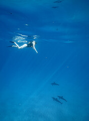 Obraz premium Wild Hawaiian Spinner Dolphins in Clear Blue Water off Oahu 