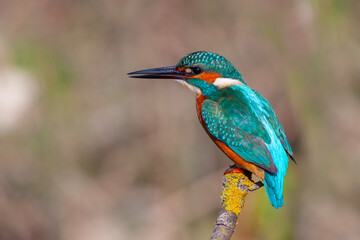 colorful bird spying on its prey on dry branch,Common Kingfisher, Alcedo atthis