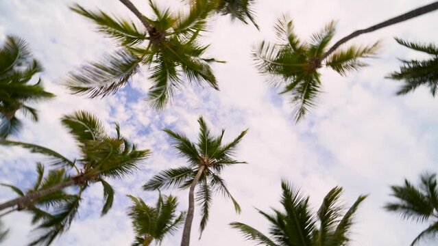 Palm trees under a blue sky with clouds. shot upward orbit. Cinematic shot. towards the sky