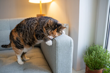 Adult cat rubbing against sofa, spraying scent from special glands with hormones, pheromones to mark territory boundary. Social behavior, domination, genetic instincts of domestic animals at home - obrazy, fototapety, plakaty