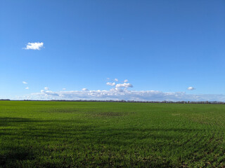 Fototapeta na wymiar field with green wheat shoots
