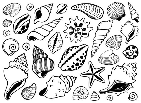 Hand drawn doodle illustrations with seashells. Collection of shell, sink, kauri and starfish. Line art tropical sea elements, marine life.