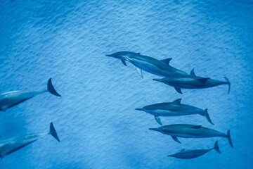 Naklejka premium Wild Hawaiian Spinner Dolphins in Clear Blue Water off Oahu 