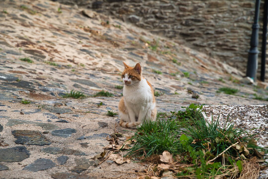 Nice stray cat in the old village in the Pyrenees with a cobblestone street.