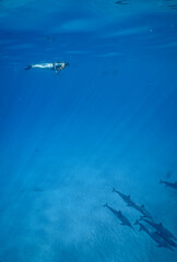 Naklejka premium Wild Hawaiian Spinner Dolphins in Clear Blue Water off Oahu 