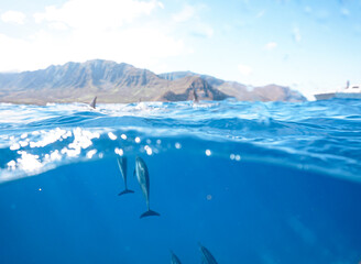 Wild Hawaiian Spinner Dolphins in Clear Blue Water off Oahu 