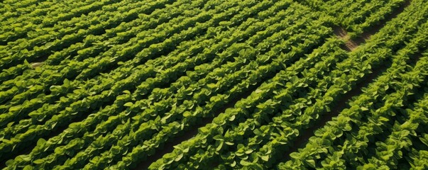 Large commercial hexacopter drone with camera flying over a rapeseed field green technilogy future farming support ideas concept