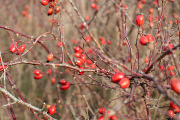 Close up of wild rosehip berries on branches	