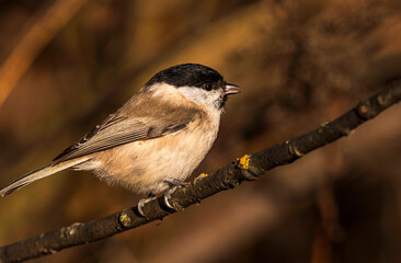 A singing bird Marsh Tit sits on the lower branch of a bush among withered yellow grass on a clear autumn evening.
