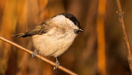 A Marsh Tit songbird sits on a branch among the withered yellow foliage of bushes on a clear autumn evening.