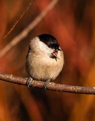 A songbird Marsh Tit sits on a branch and sings in a thicket of bushes with red branches on a clear late autumn evening.