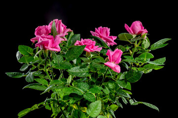Pink tea rosebush on a black background