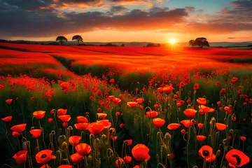 Abwaschbare Fototapete poppy field at sunset © HUSNA