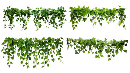 Collection of PNG. Green leaves Javanese treebine or Grape ivy. Jungle vine hanging ivy plant bush isolated on a transparent background. - Powered by Adobe