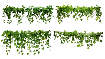 Poster Collection of PNG. Green leaves Javanese treebine or Grape ivy. Jungle vine hanging ivy plant bush isolated on a transparent background. © morepiixel
