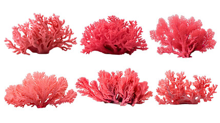 Collection of PNG. Red coral isolated on a transparent background.