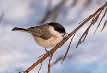 A marsh tit songbird sits on a stalk of withered grass above a snowdrift on a sunny winter day.