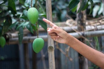A man is showing a mango with his fingers and blur background