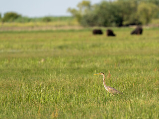 heron in the grass, heron feeding in the pasture, The purple heron, Ardea purpurea