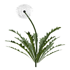 flower of a dandelion