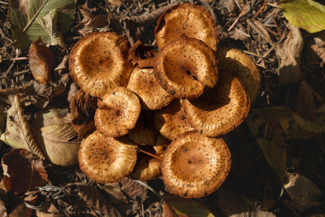 Group of bronze coloured mushrooms surrounded by leaves