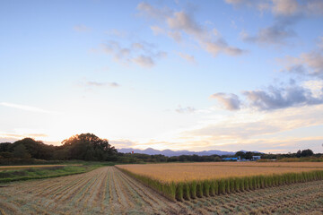 Fototapeta premium Japanese rice paddy harvest landscape on autumn evening