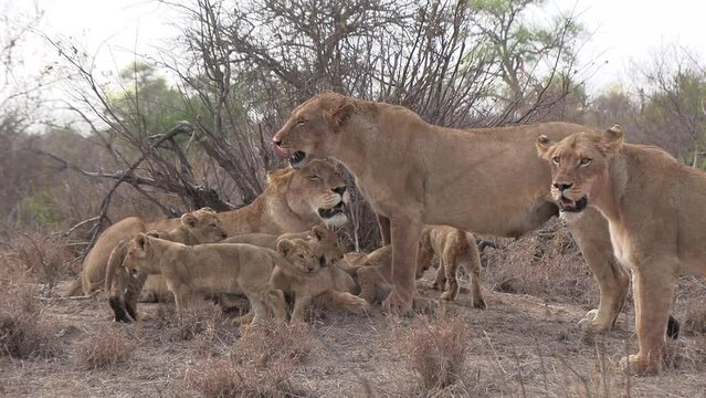 Adorable footage of a group of lionesses and cubs together in the wild.
