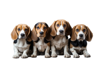 Animal Canine Collective Beagles Radiant Aura on a White or Clear Surface PNG Transparent Background