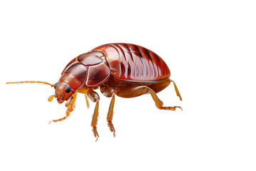 Animal Bedbug Navigates Leafy Branch Labyrinth on a White or Clear Surface PNG Transparent Background - obrazy, fototapety, plakaty