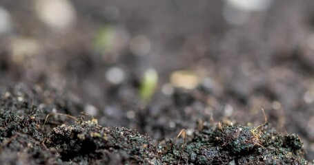 Fresh grass growing macro time-lapse. Closeup of germination and growth of tiny grass cereal crop. Wheat, oats or barley culture. Healthy vegan food concept. Motorised panoramic movement.