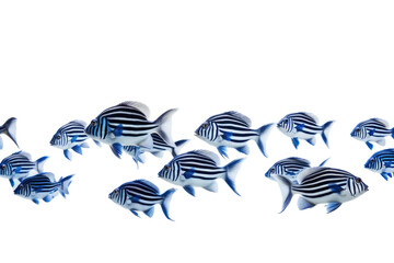 Animal Tropical Fish Stunning Blue Stripes on a White or Clear Surface PNG Transparent Background