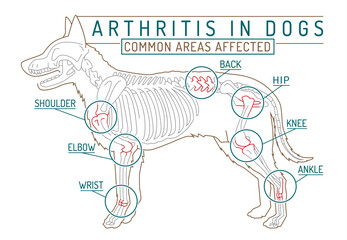 Arthritis, osteoarthritis in dogs. Common disease. Veterinarian infographic - obrazy, fototapety, plakaty
