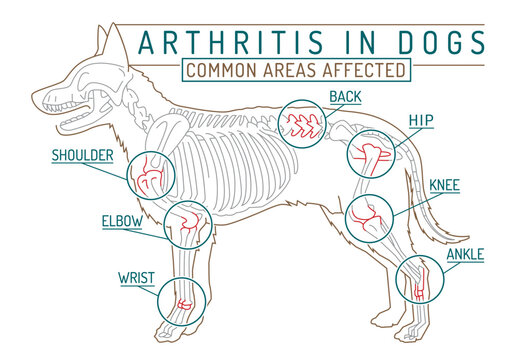 Arthritis, osteoarthritis in dogs. Common disease. Veterinarian infographic