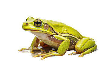 Obraz premium Animal Cheerful Croaker Frogs Grinning Pose on a White or Clear Surface PNG Transparent Background