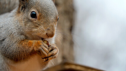 Close-up view of a wild fluffy squirrel sitting on a wooden branch and gnawing nuts in the forest....