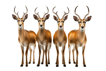 Animal Herd of Impalas Collective Graceful Motion on a White or Clear Surface PNG Transparent Background