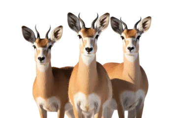 Poster Animal Unified Impala Herd Moving Together on a White or Clear Surface PNG Transparent Background © Usama