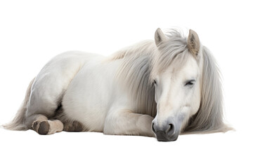 Animal Silent Slumber Resting Graceful Horse on a White or Clear Surface PNG Transparent Background